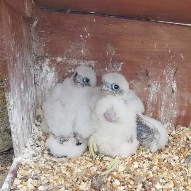 Ringed Peregrine Chicks