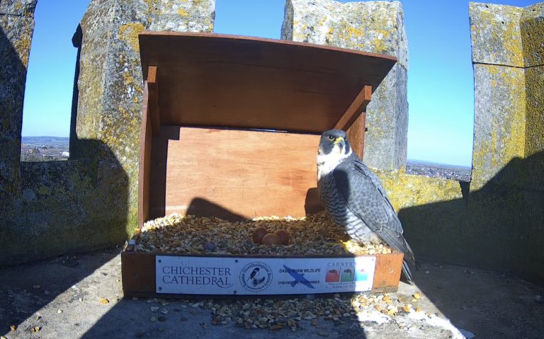 A peregrine sits on the side of the wooden nest box on the Cathedral turretwith 3 eggs inside