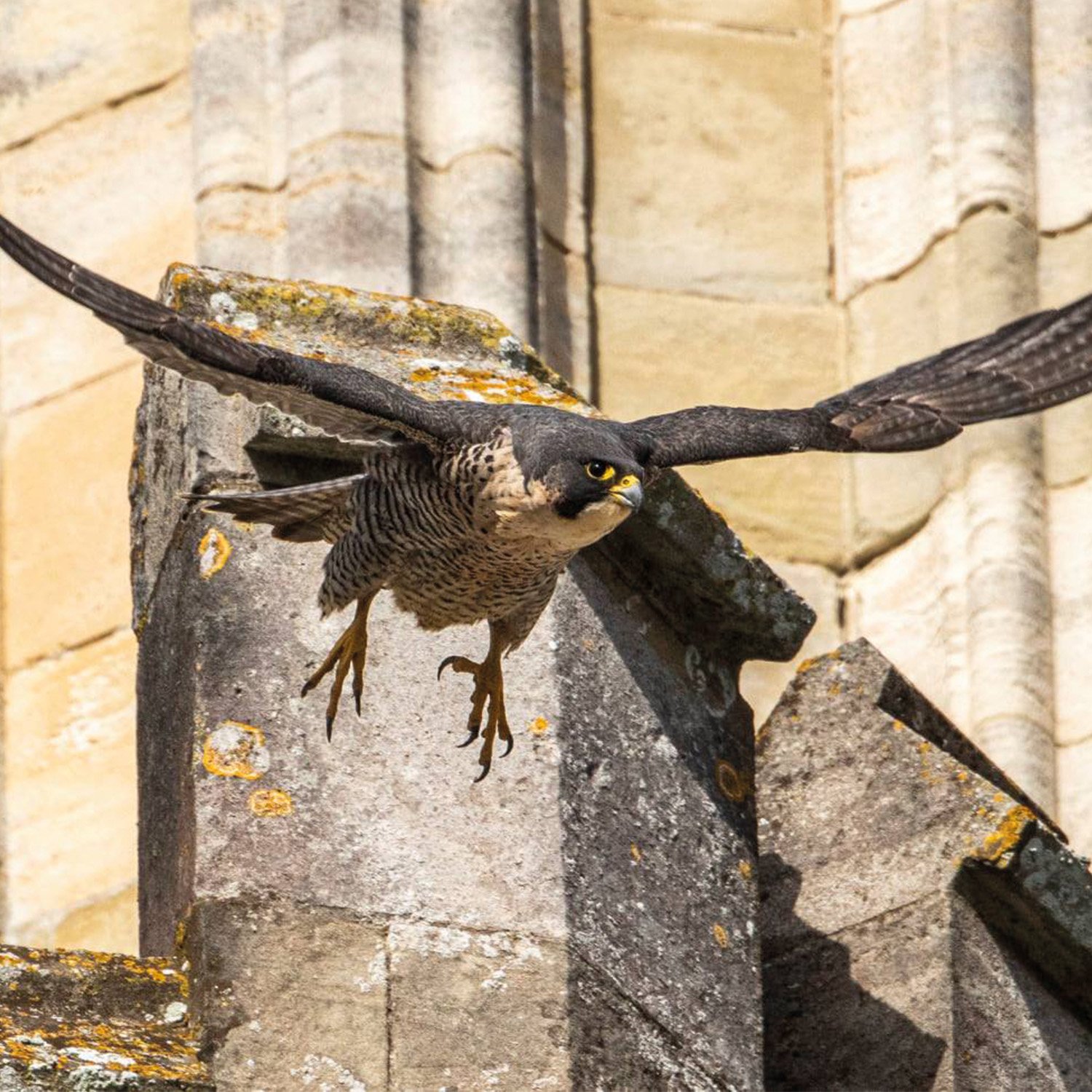 A peregrine in flight