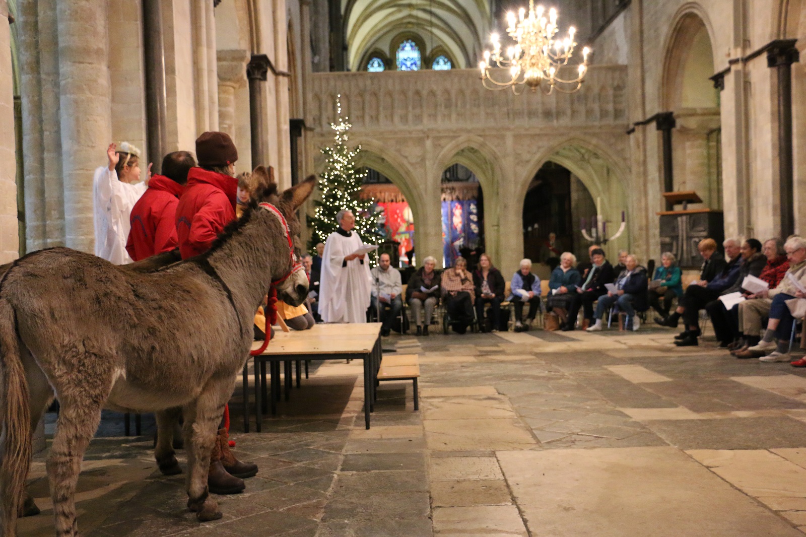 carol service chichester cathedral donkey events