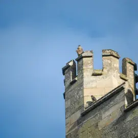 Peregrine falcons sit on the cathedral turret