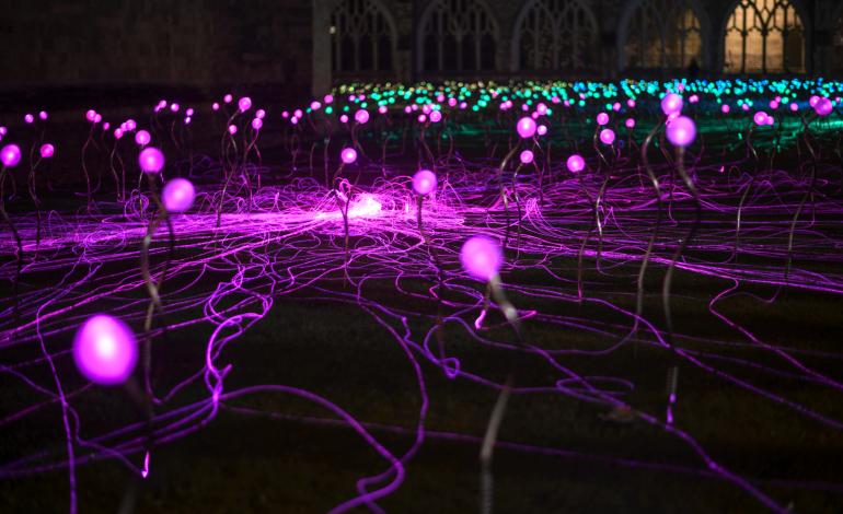 Field of Blooms in Paradise, a reflective green space in the Cathedral Cloisters