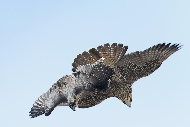 Two juvenile peregrine falcons in mid-air above Chichester, wings fully spread as they tumble together in playful flight training. Their patterned feathers are sharply defined against a pale blue sky.